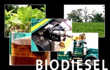Sản xuất biodiesel từ tảo biển