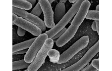 Biến vi khuẩn E.coli thành nhiên liệu sinh học