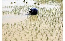 Xác định được gen giúp tăng sản lượng lúa