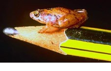 Loài ếch nhỏ nhất Châu Á mới phát hiện