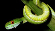 Phát hiện loài rắn mới ở Việt Nam