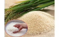 Phát hiện mới về nguồn gốc của lúa gạo